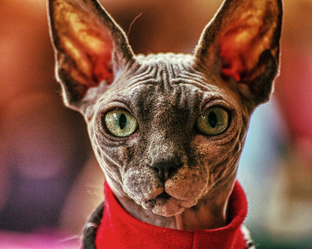 Кот сфинкс в свитере крупным планом