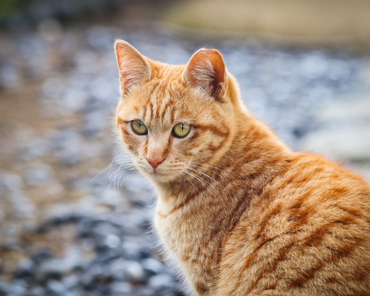 Полосатый рыжий кот смотрит вдаль 