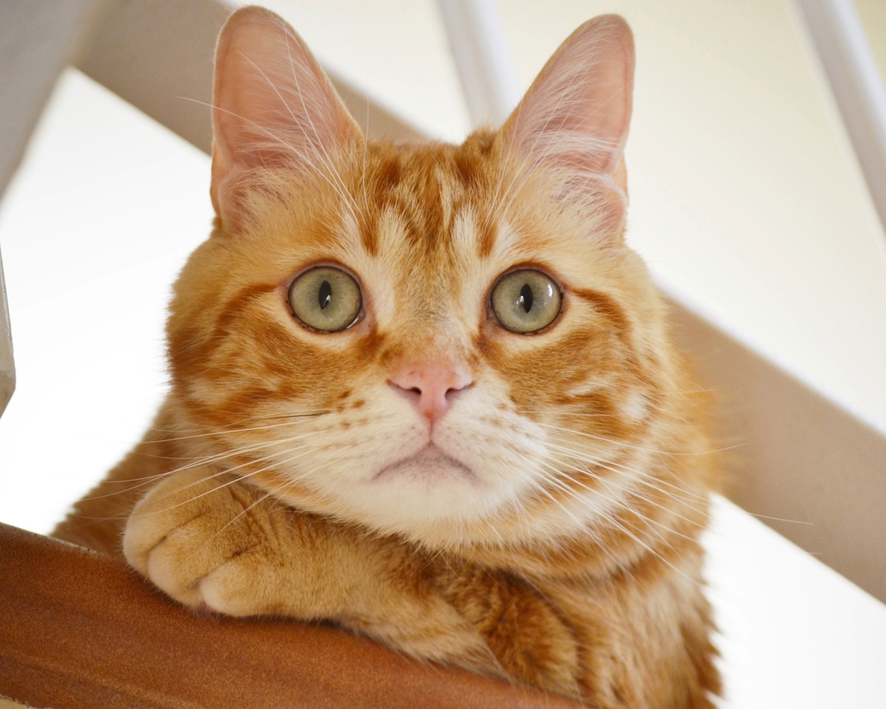 Полосатый рыжий кот смотрит на хозяина