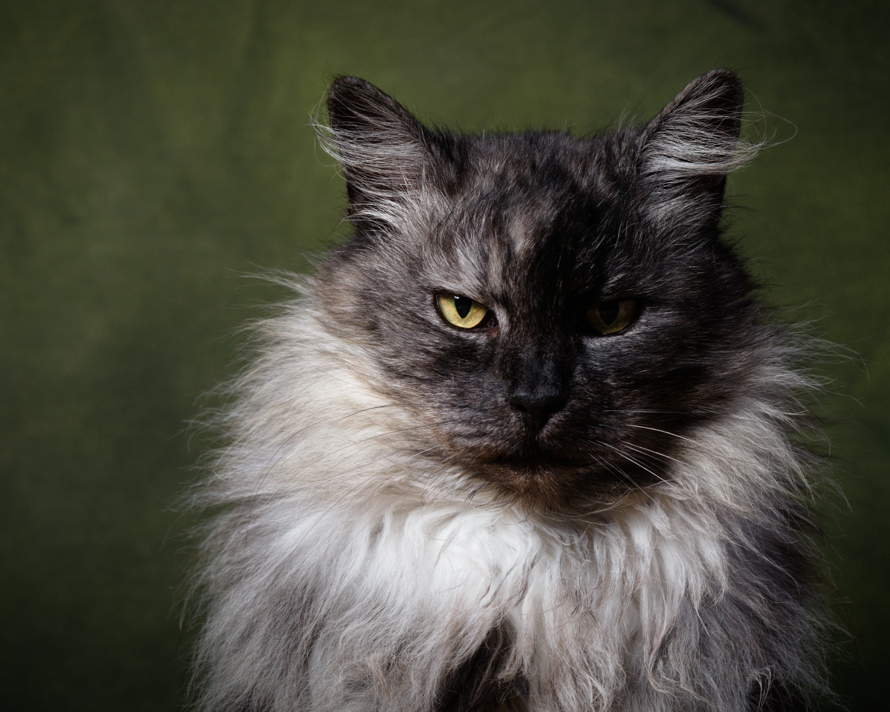 Грозный пушистый кот с желтыми глазами