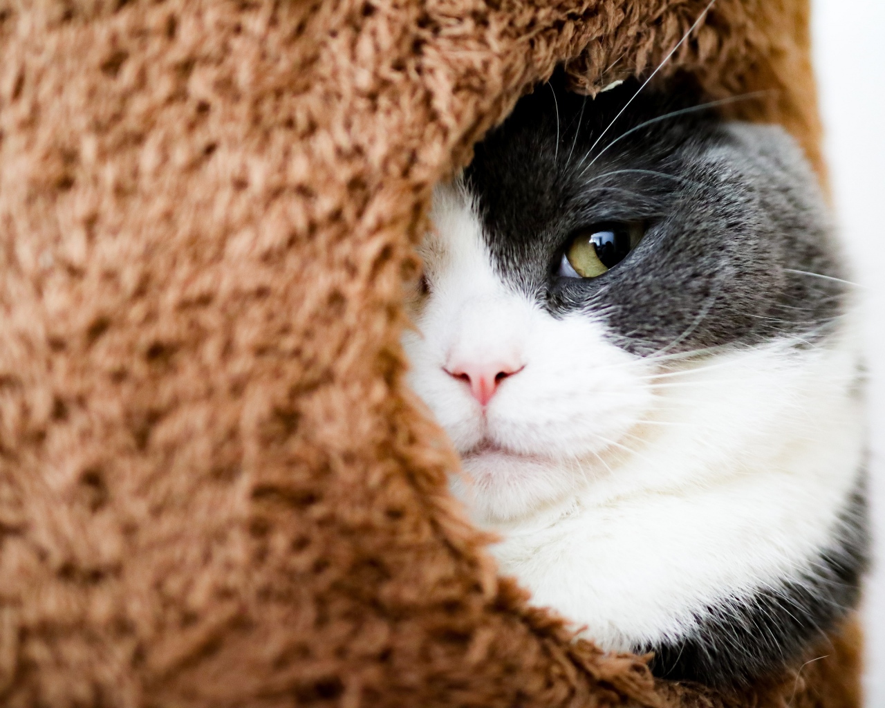 Кот засыпает в домике 