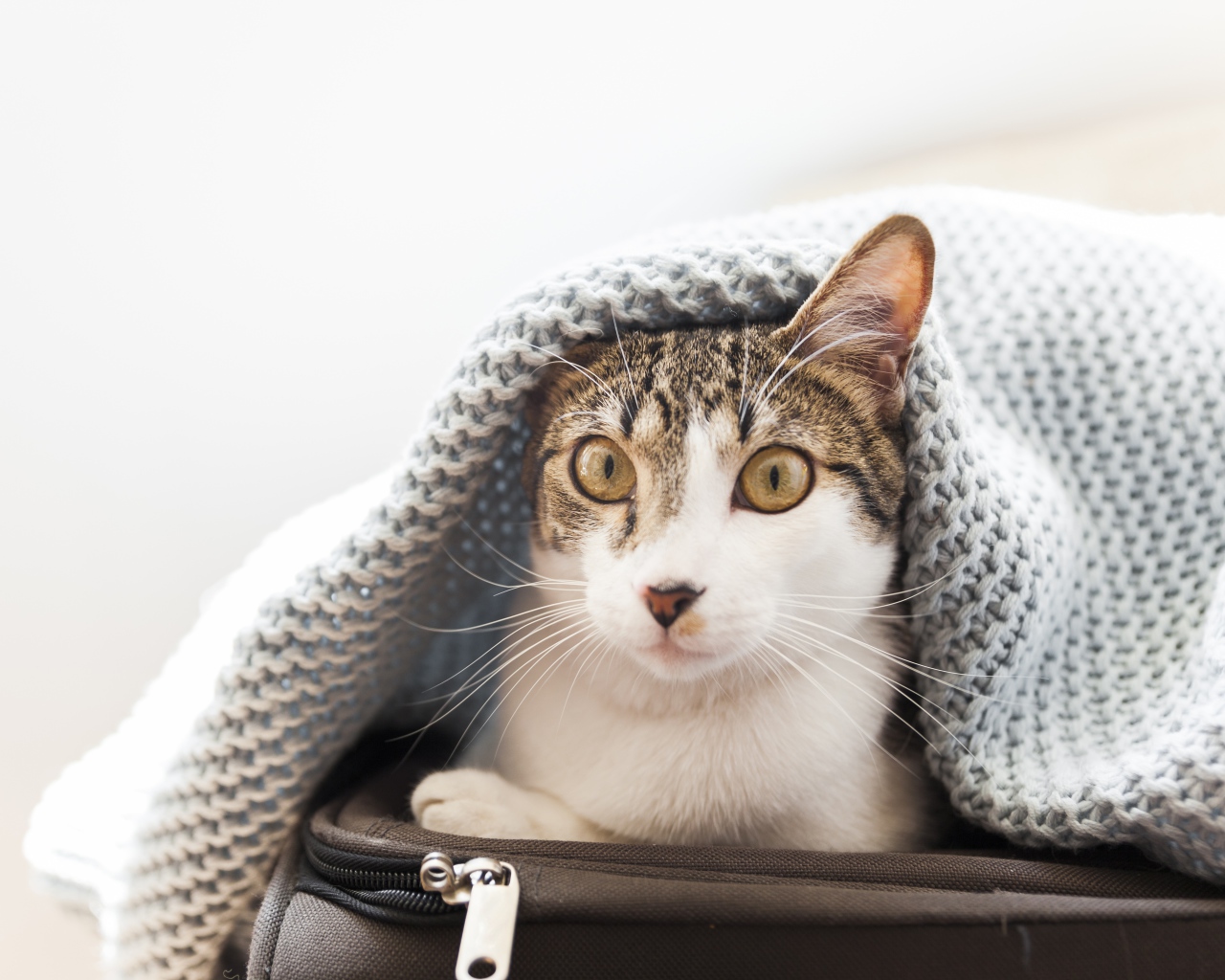 Кот сидит на чемодане под одеялом 