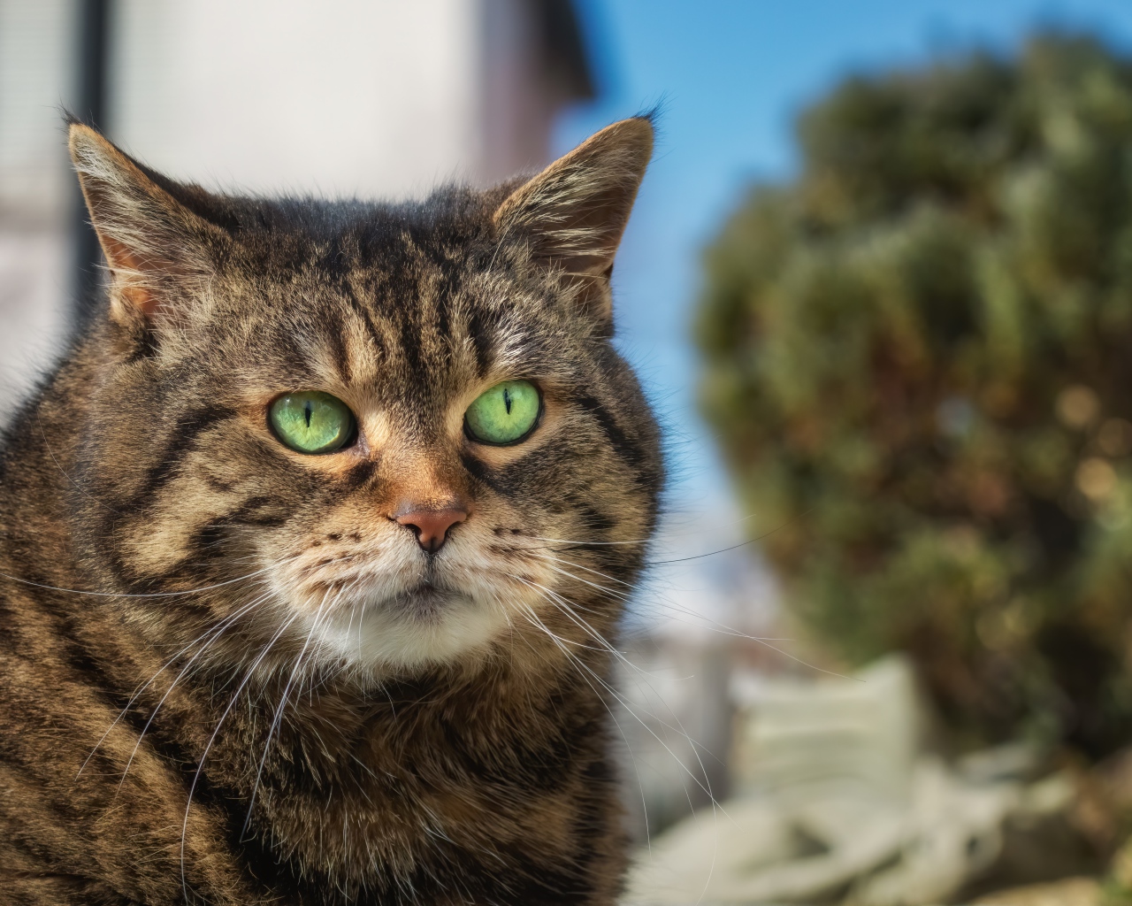 Морда большого серого кота с зелеными глазами