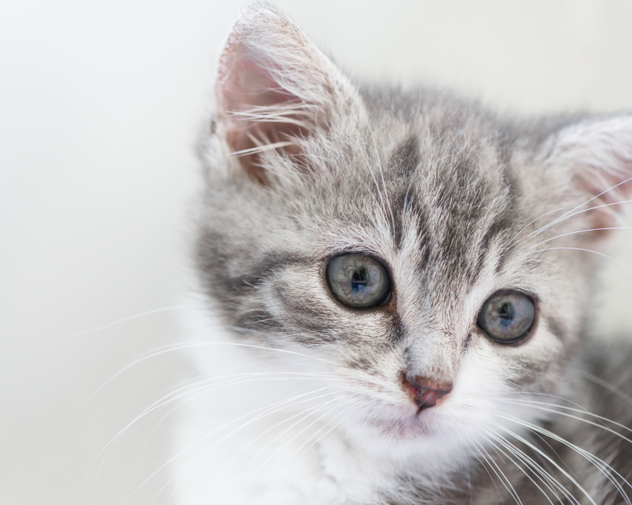 Морда маленького серого котенка 