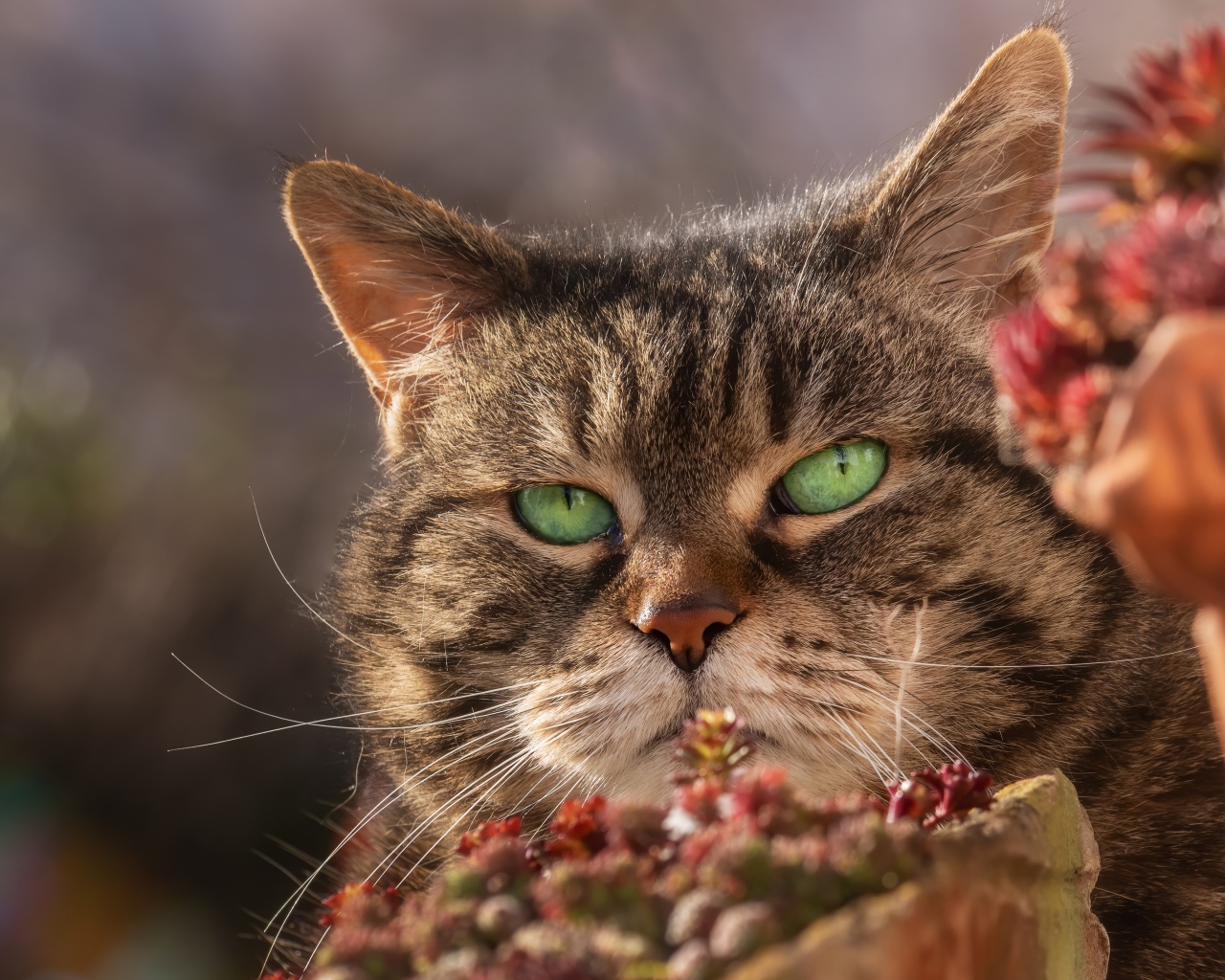 Морда серьезного зеленоглазого серого кота 