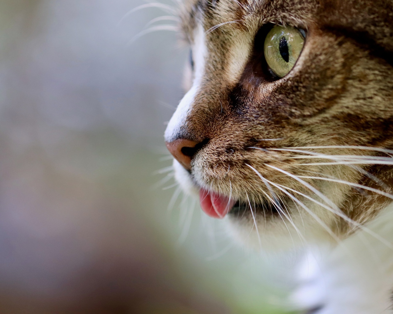 Морда кота с высунутым языком 