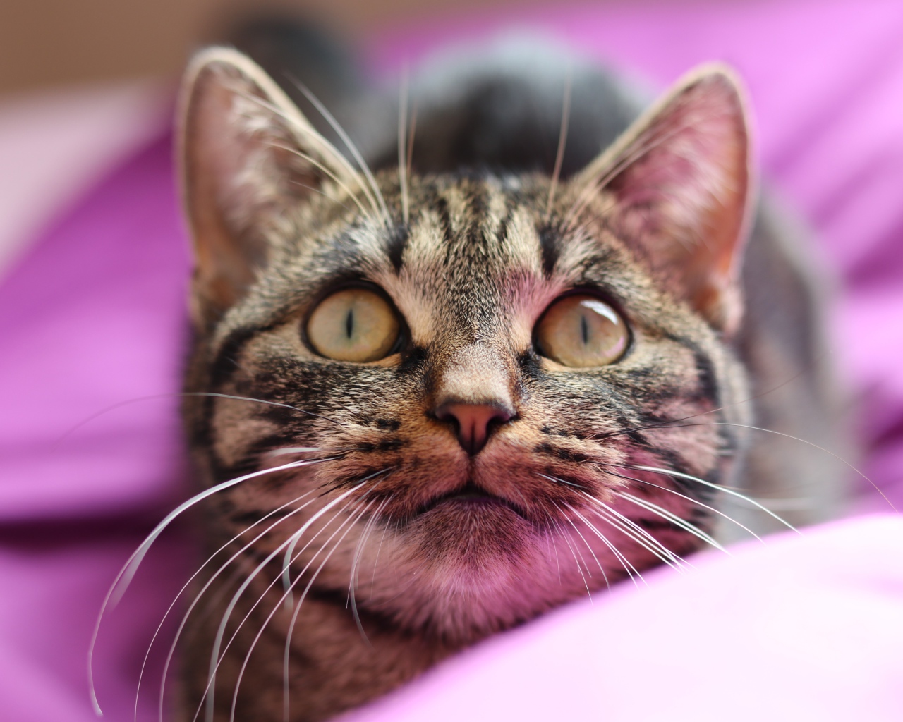 Полосатый серый кот лежит на розовом покрывале