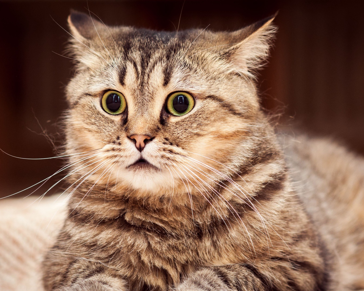 Удивленный серый кот лежит на диване