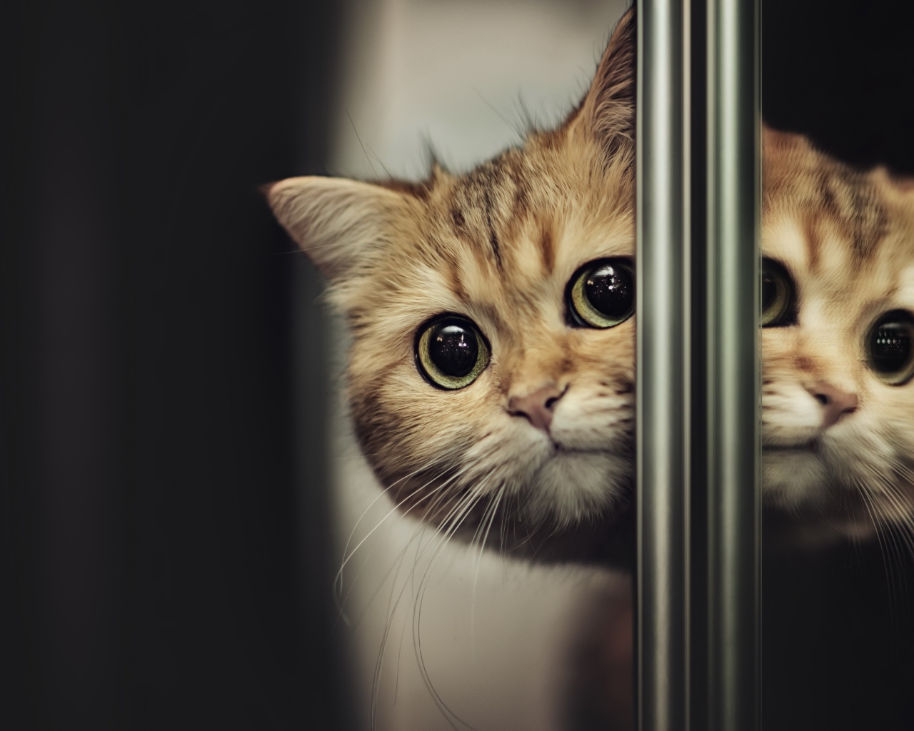 Породистый испуганный кот выглядывает из-за двери 