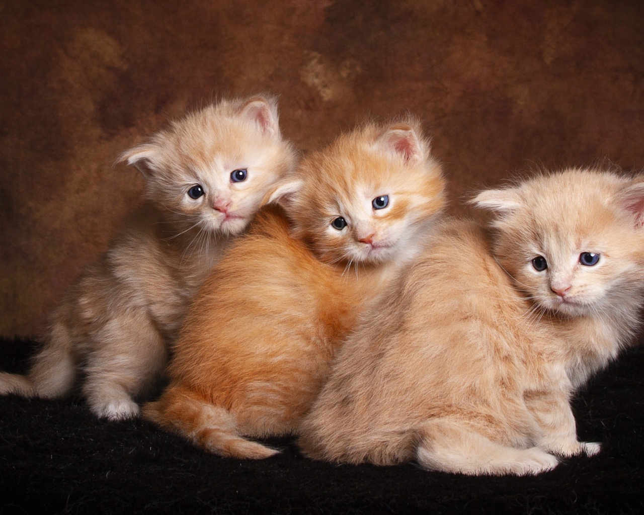 Три маленьких пушистых рыжих котенка 