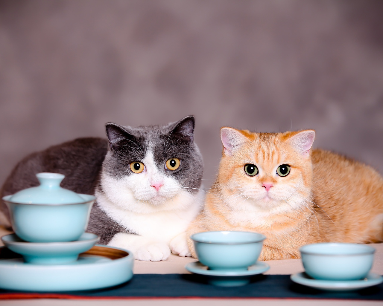 Two cats with cups on a gray background