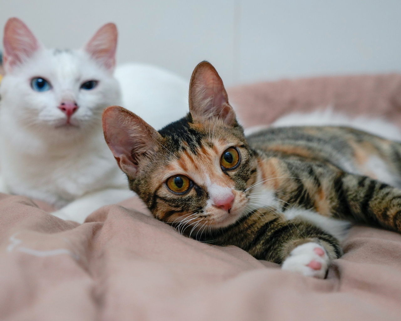 Две милые кошки лежат на кровати 