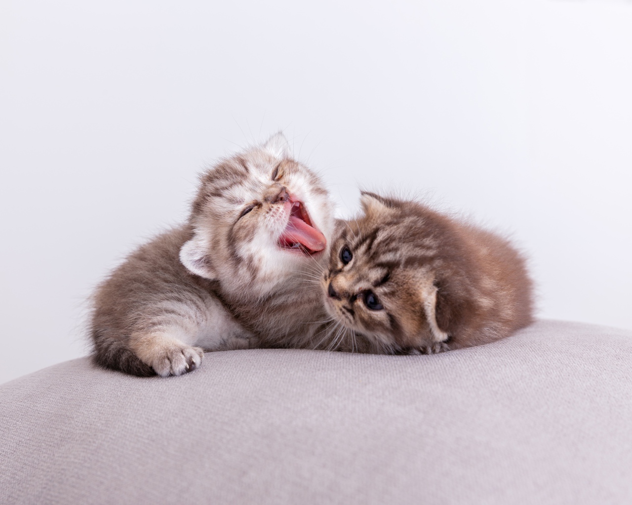 Два милых маленьких котенка на подушке