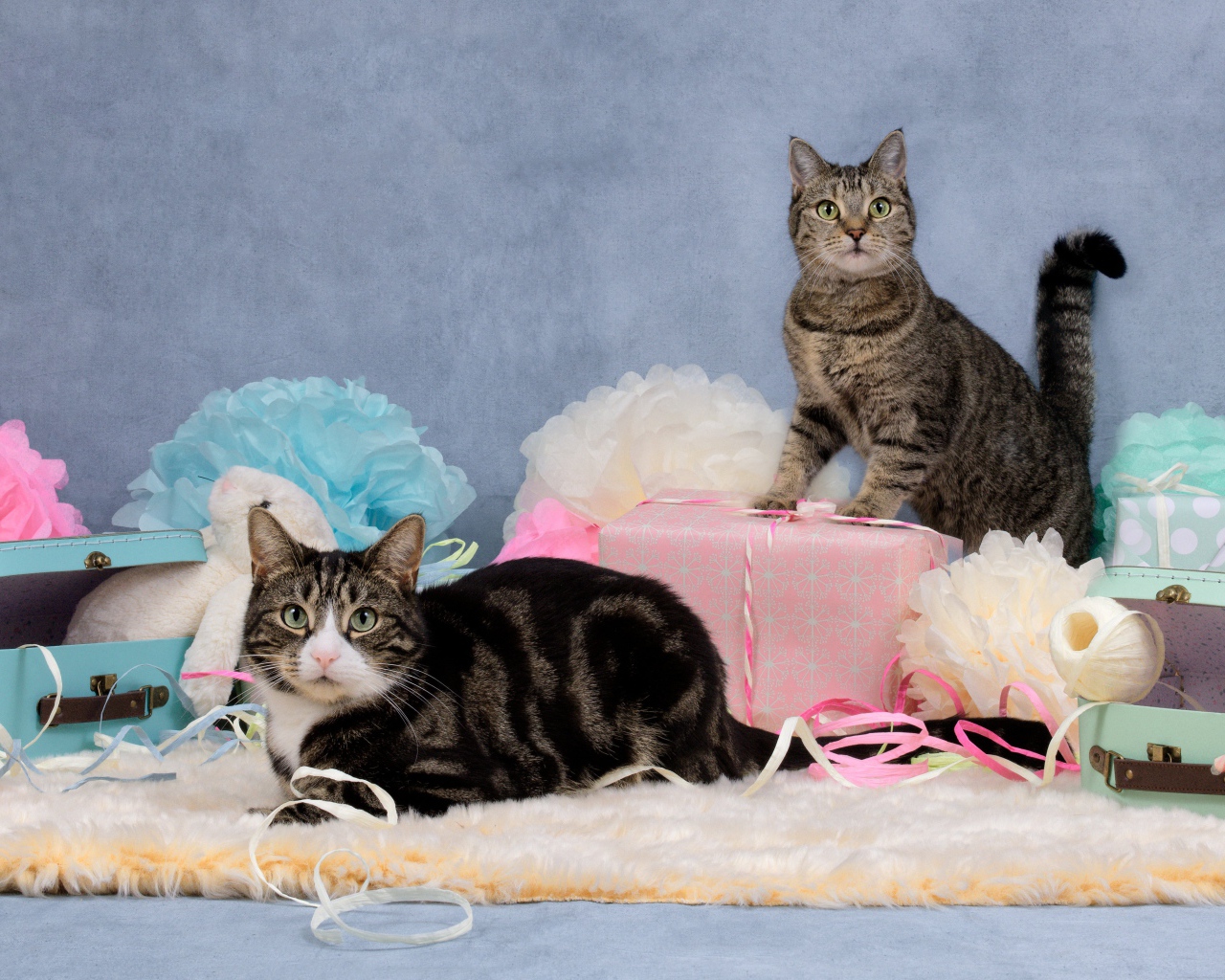 Два серых кота с подарками и цветами на сером фоне