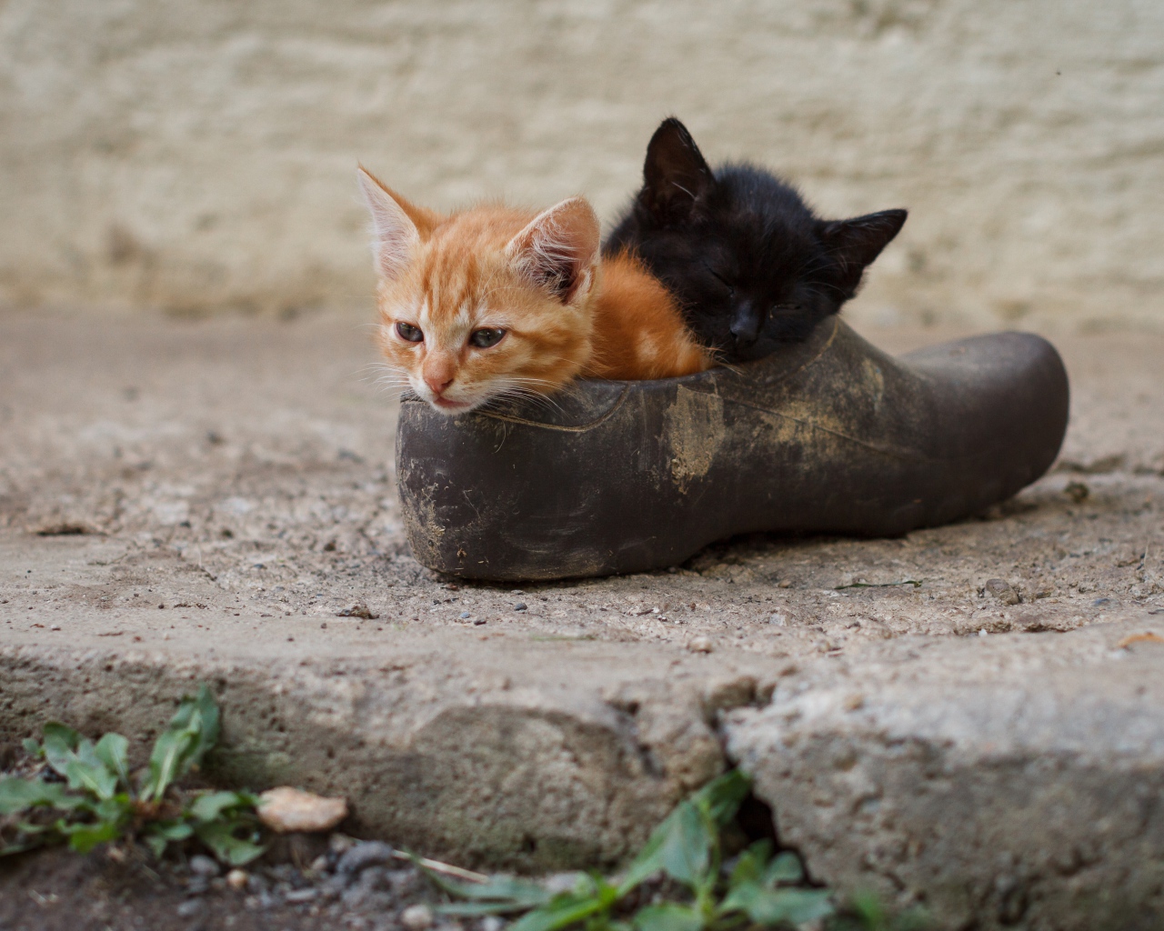 Два маленьких котенка спят в старой калоше