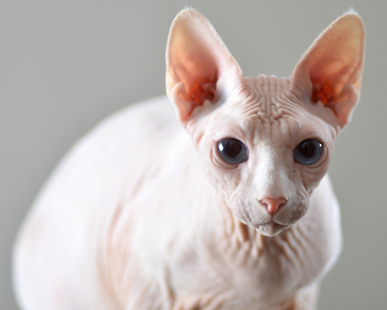 Белый кот породы сфинкс на сером фоне