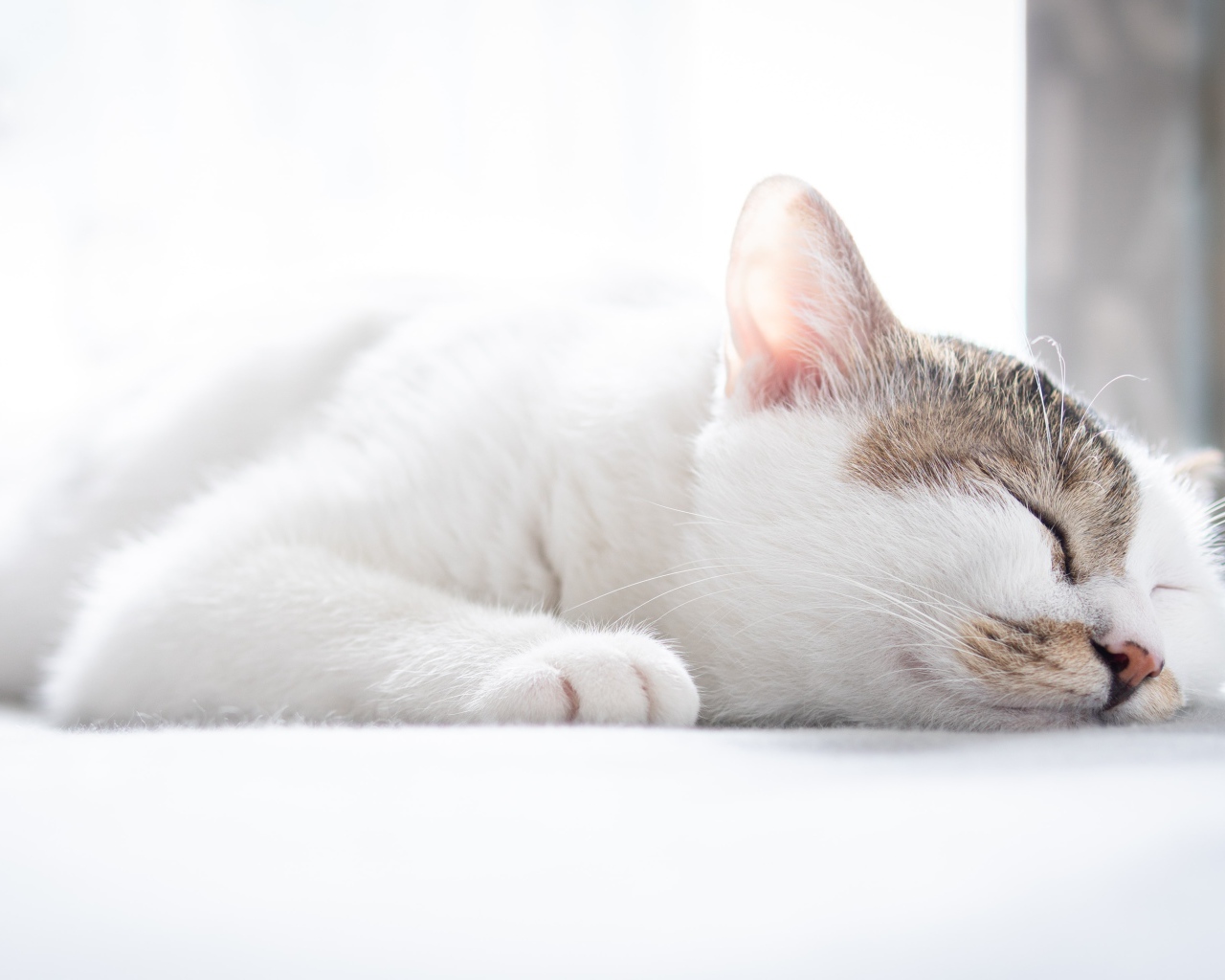 Белый домашний кот спит на кровати 