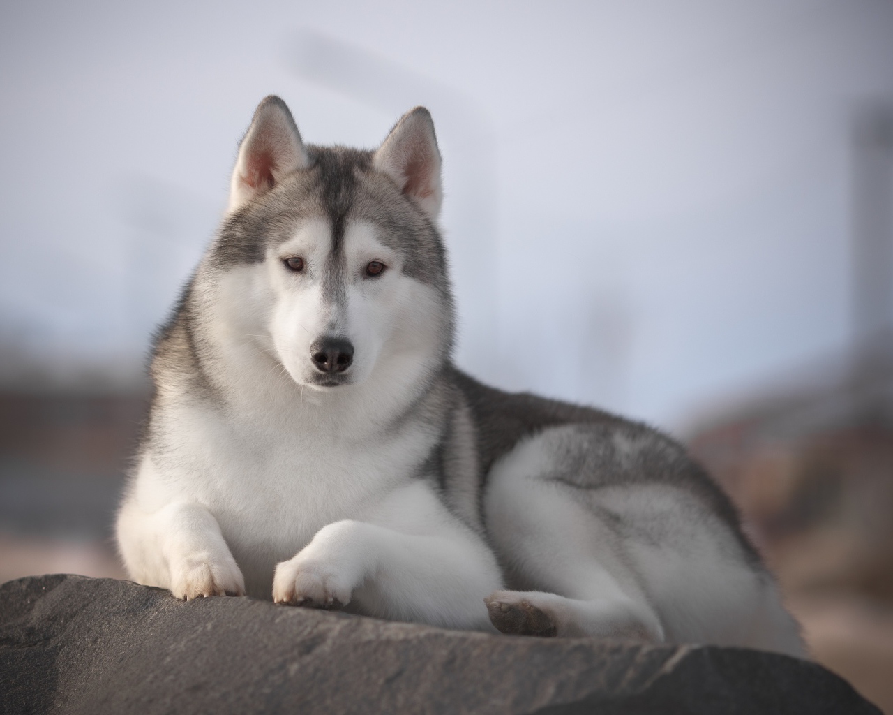 Красивый пес породы хаски лежит на камне