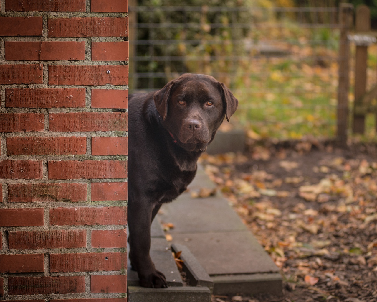 Коричневый лабрадор стоит у  кирпичной стены