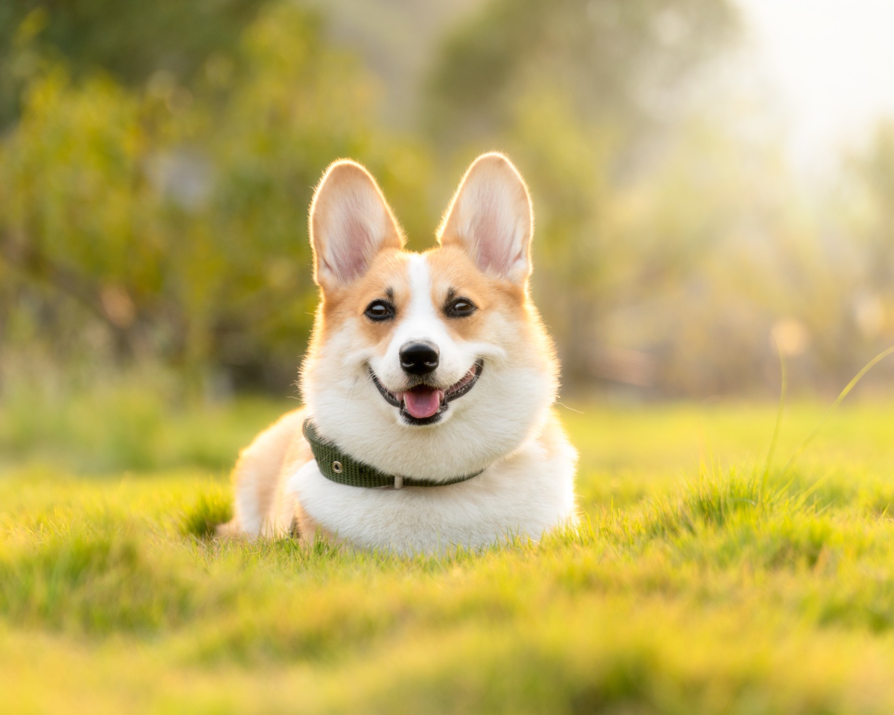 Довольный пес породы вельш корги лежит на зеленой траве 