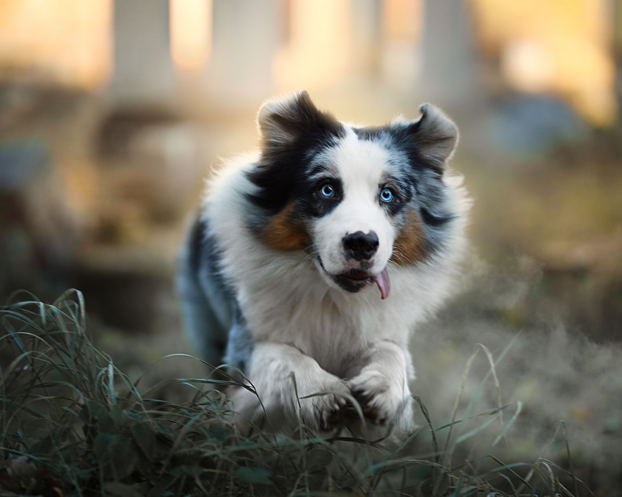 Австралийская овчарка с высунутым языком бежит по траве