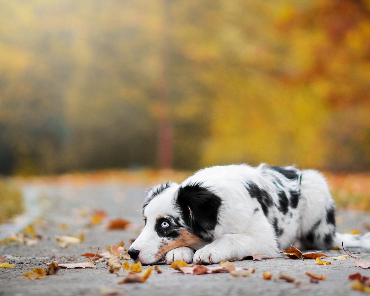 Австралийская овчарка с голубыми глазами лежит на земле с опавшей листвой 