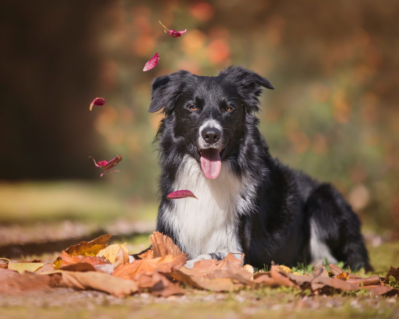Австралийская овчарка с высунутым языком лежит на опавшей листве 