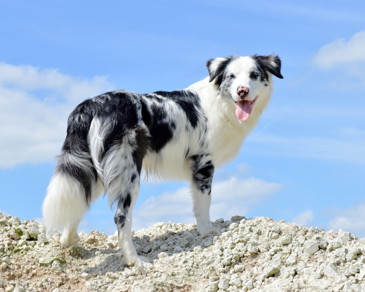 Австралийская овчарка с высунутым языком на фоне неба