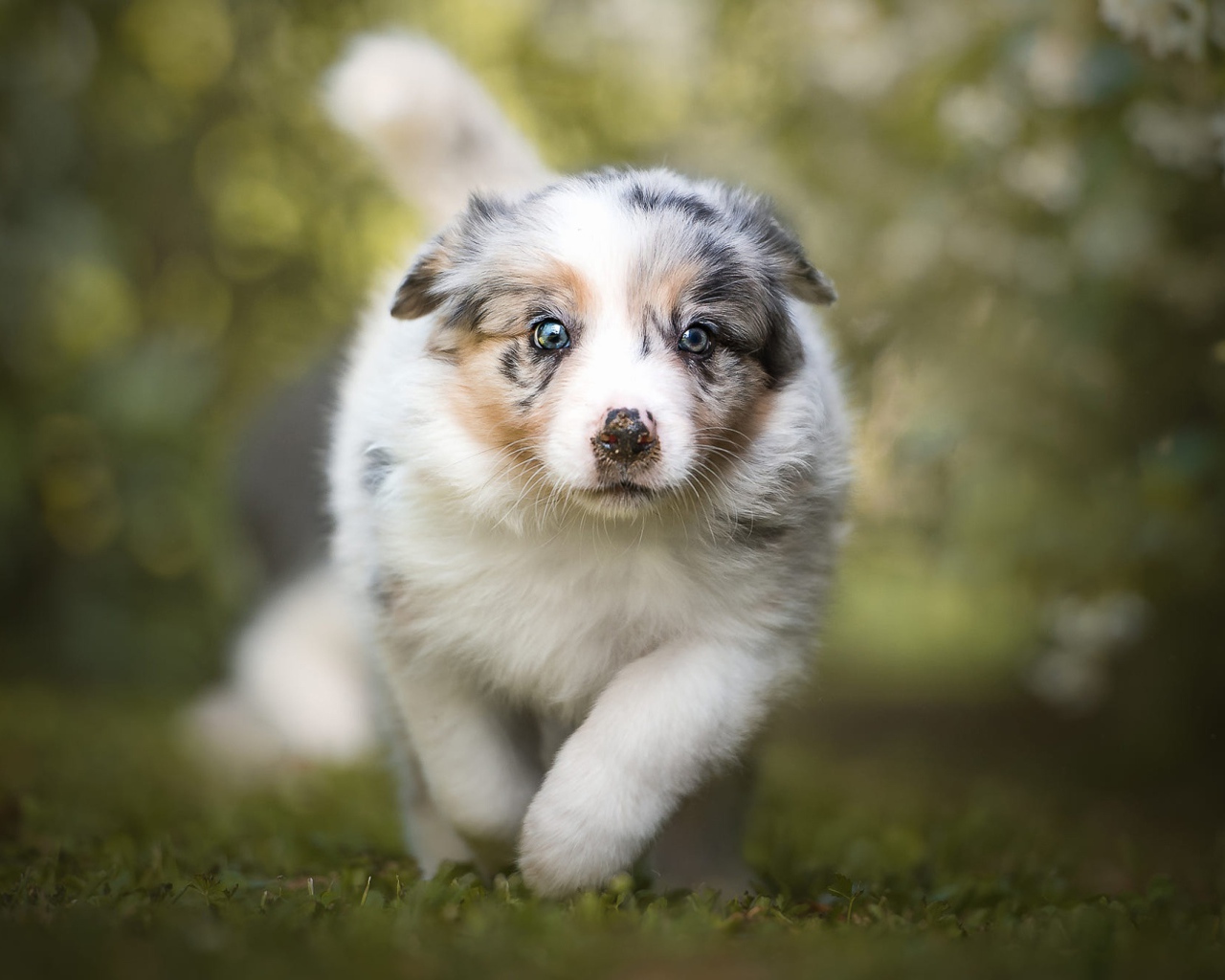 Щенок австралийской овчарки бежит по траве