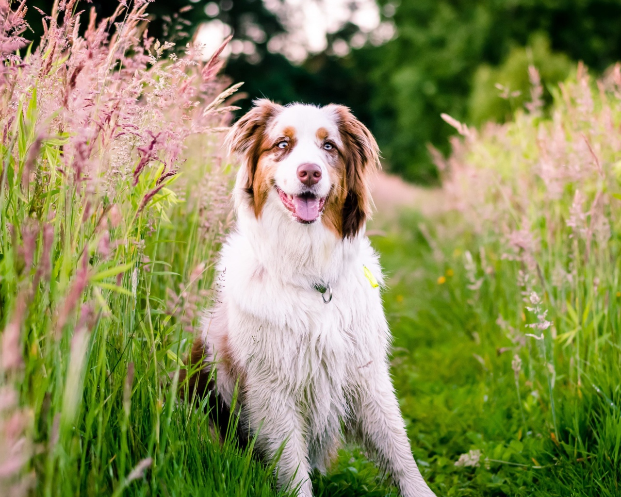 Australian shepherd with tongue hanging out sits in green grass with spikelets