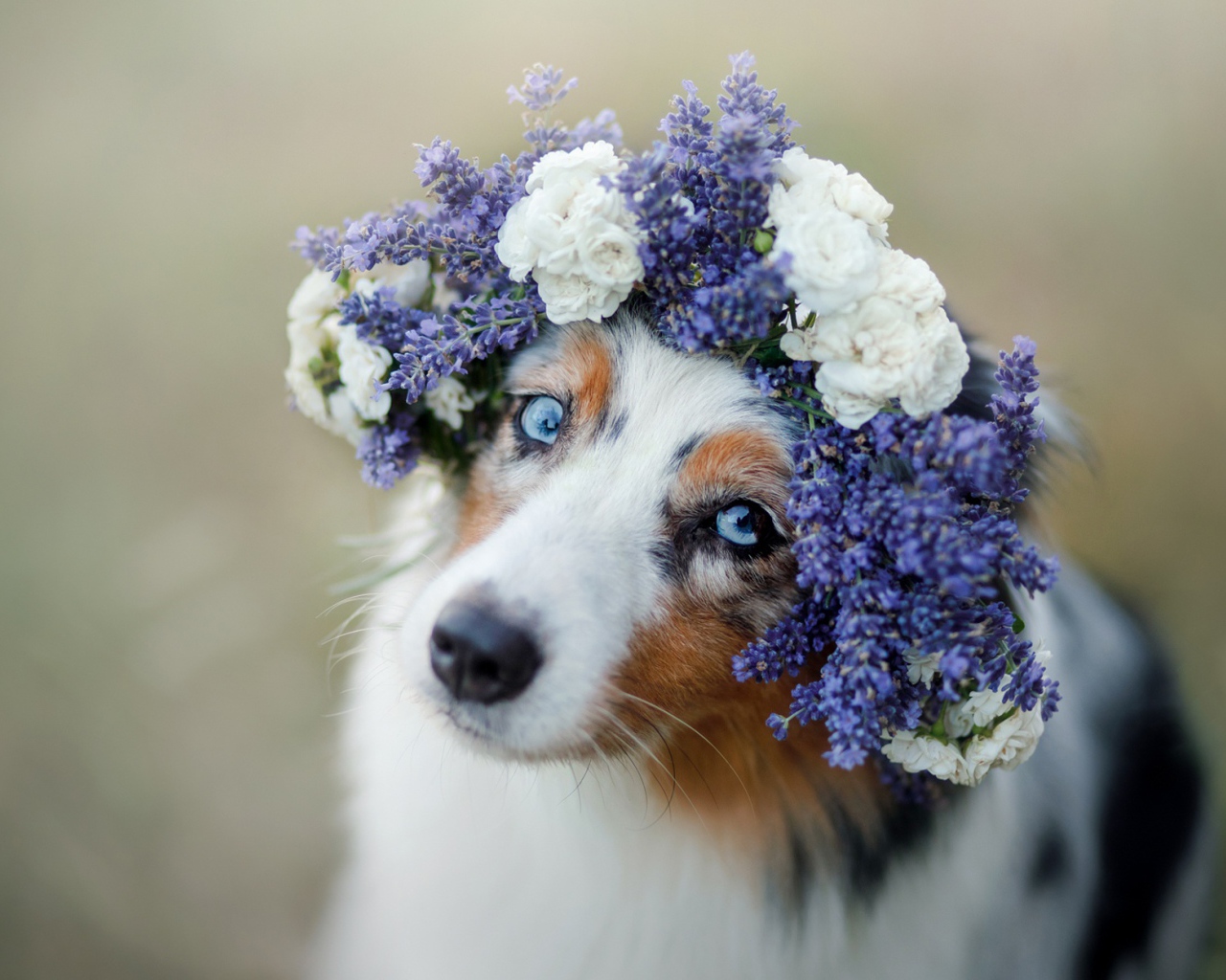 Красивая голубоглазая австралийская овчарка с венком на голове 