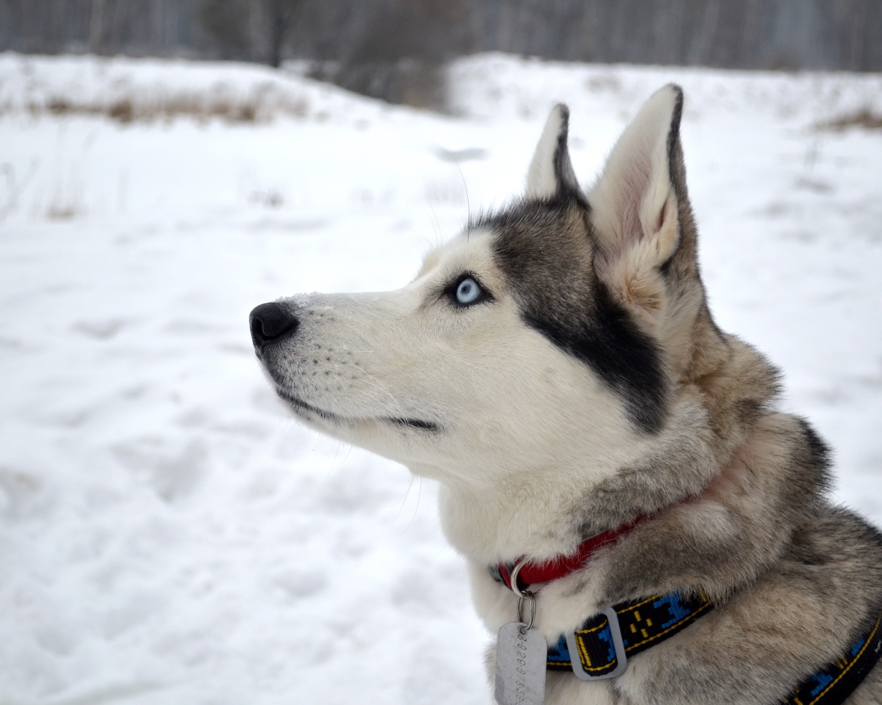 Красивый голубоглазый кот породы хаски с ошейником