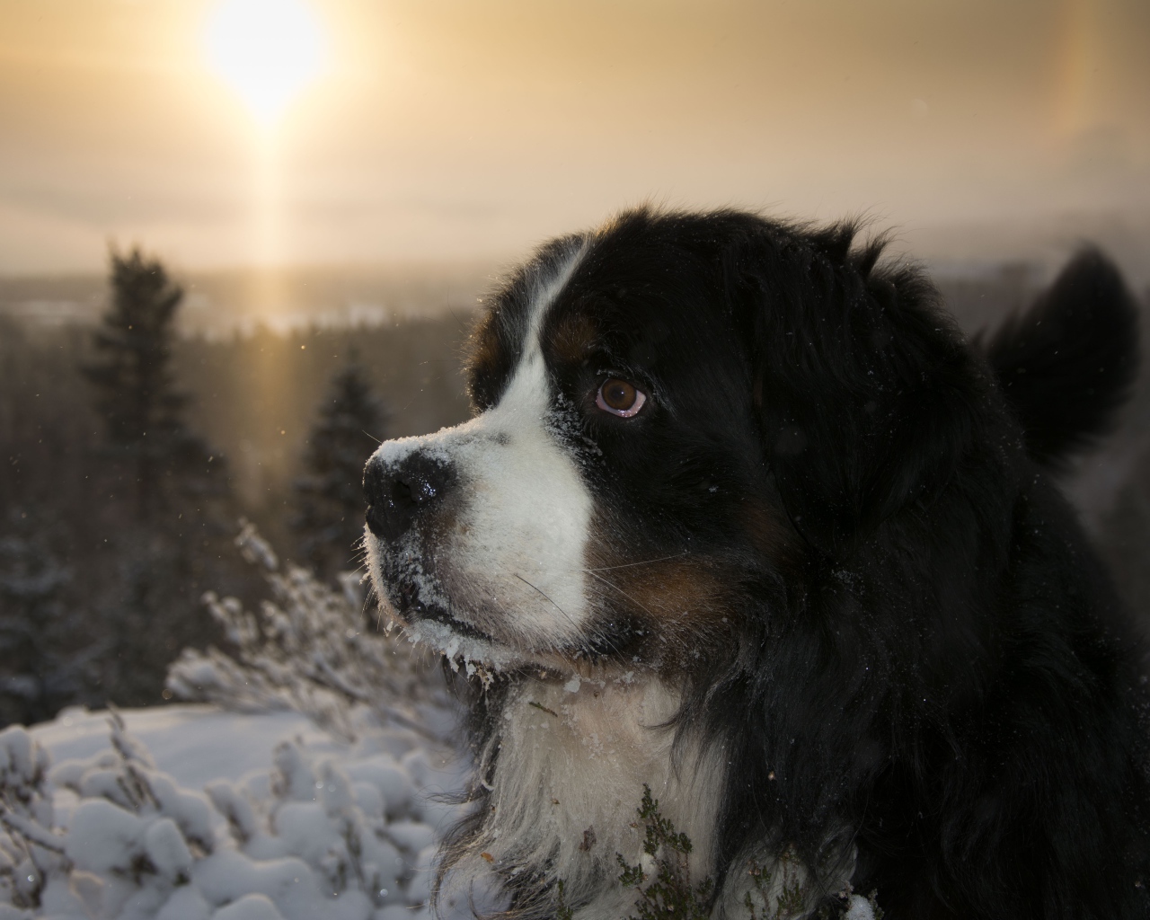 Бернский зенненхунд в заснеженном лесу на закате 