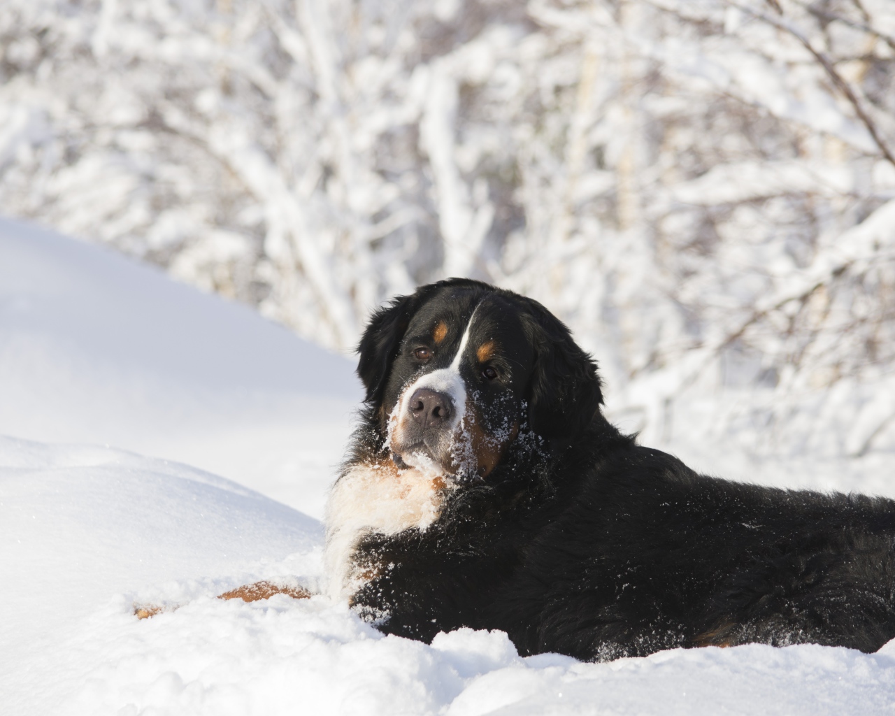 Бернский зенненхунд лежит на холодном снегу 