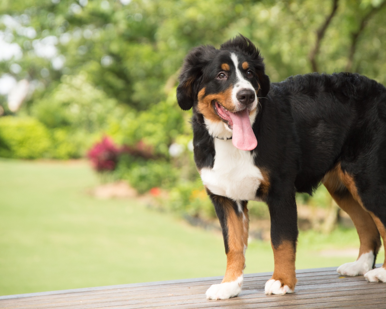 Щенок породы Бернский зенненхунд  с высунутым языком