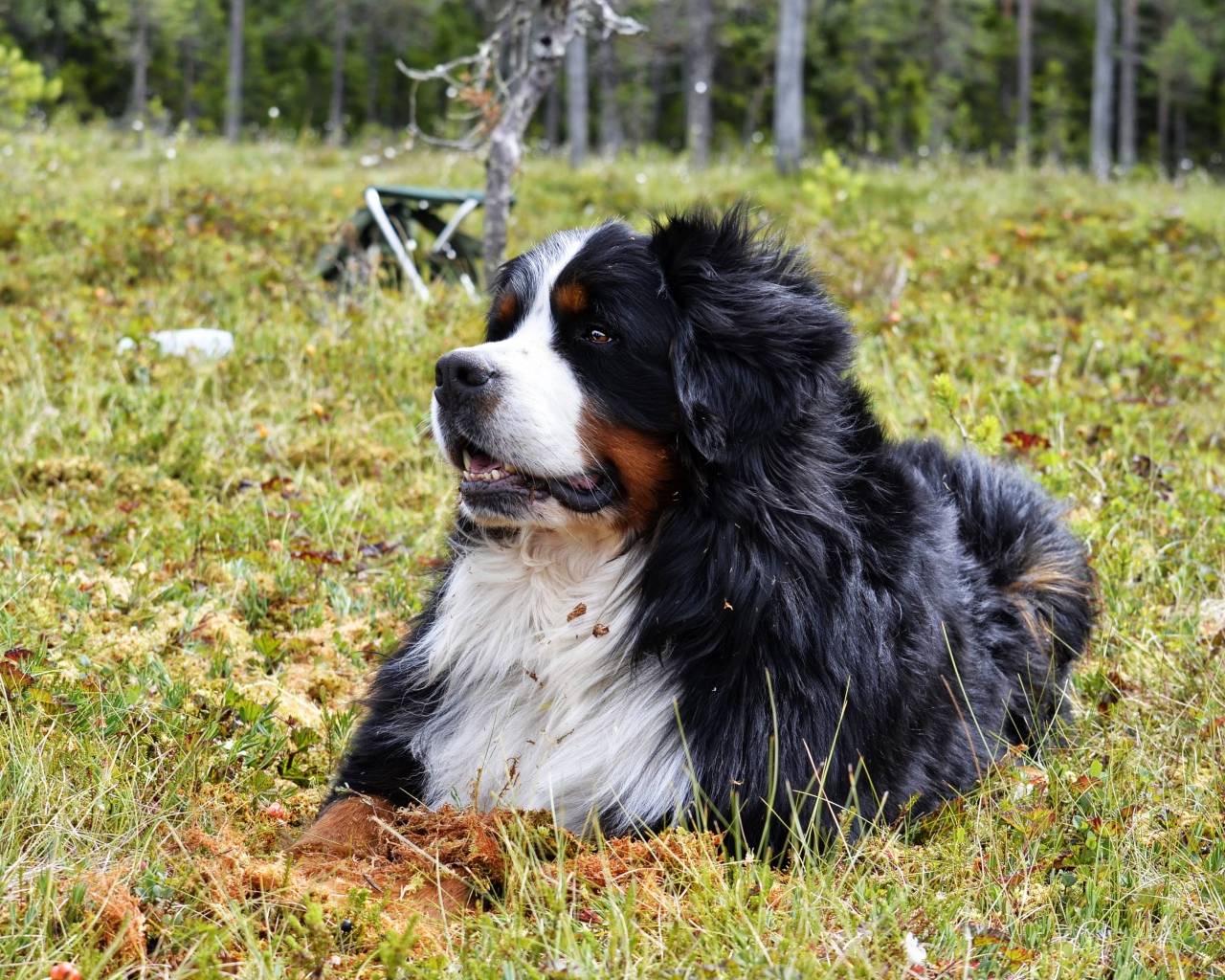 Бернский зенненхунд отдыхает на зеленой траве 