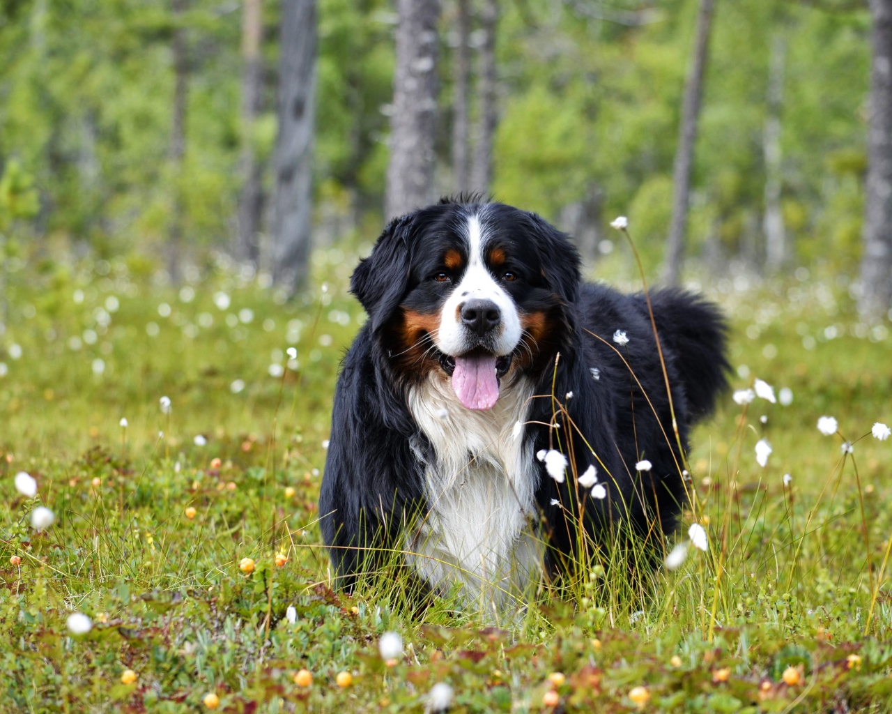 Бернский зенненхунд с высунутым языком на зеленой траве