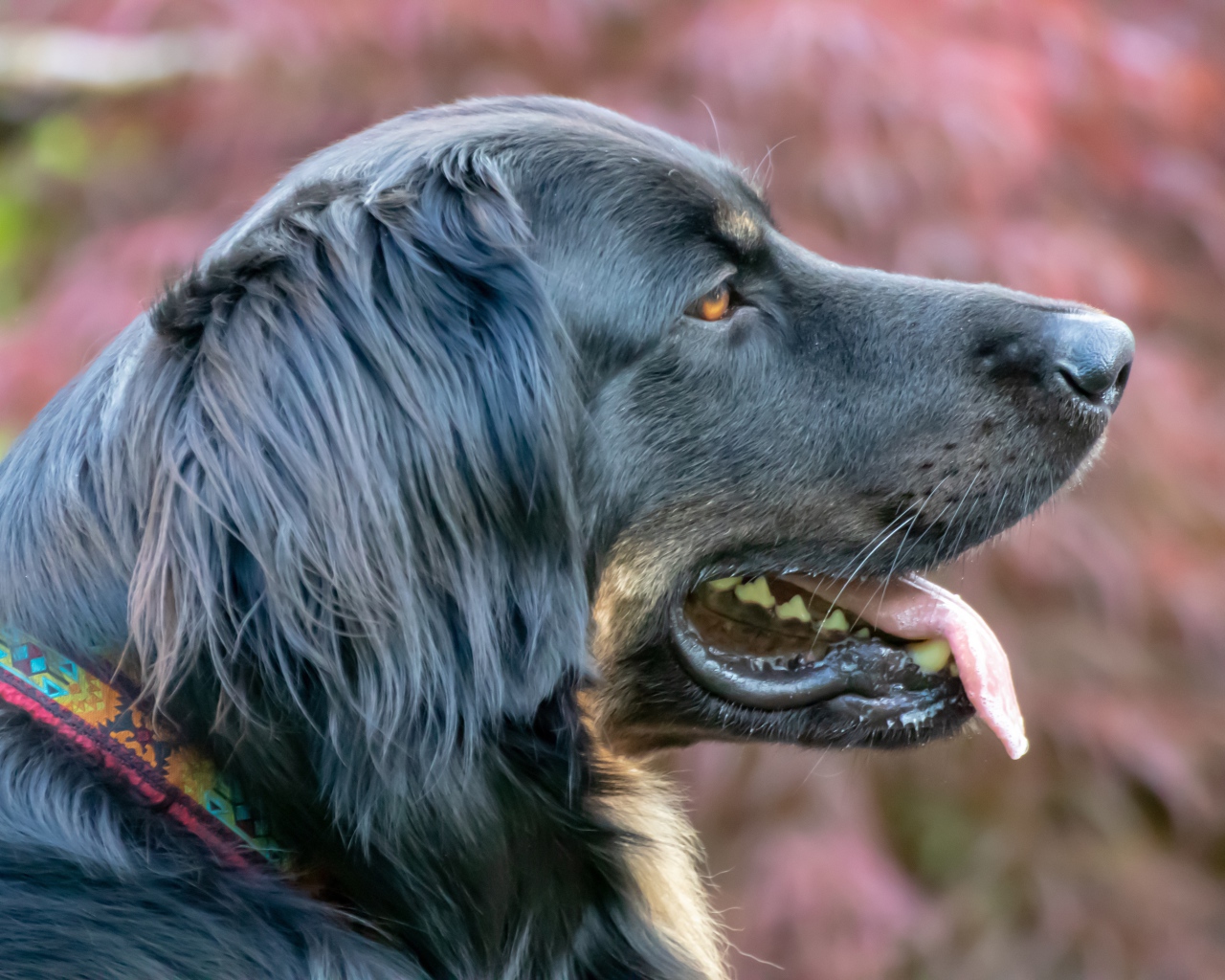 Большая черная собака с высунутым языком