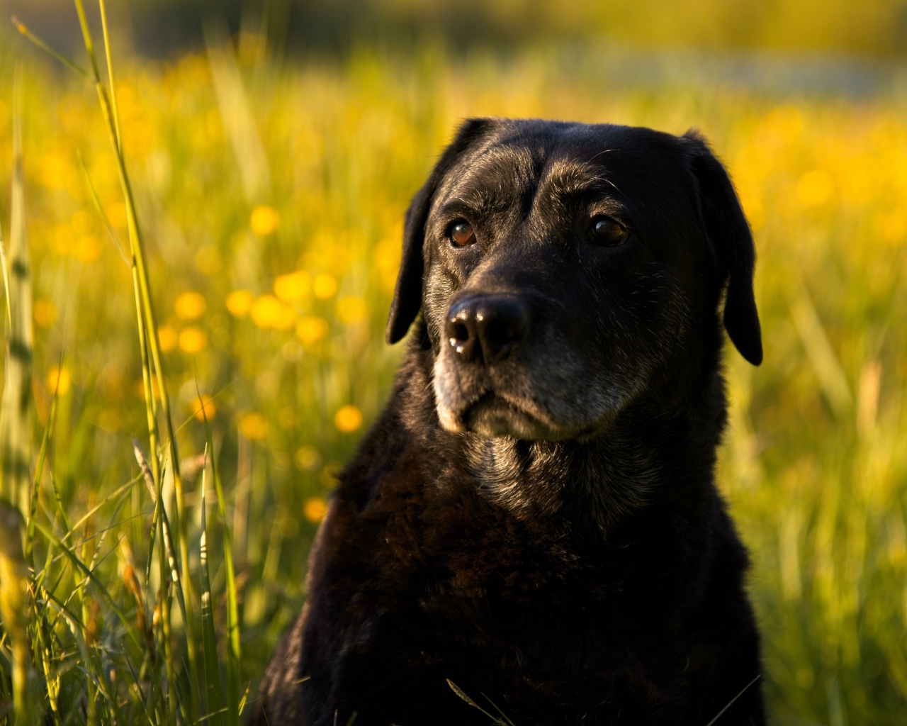 Большой черный лабрадор сидит в зеленой траве