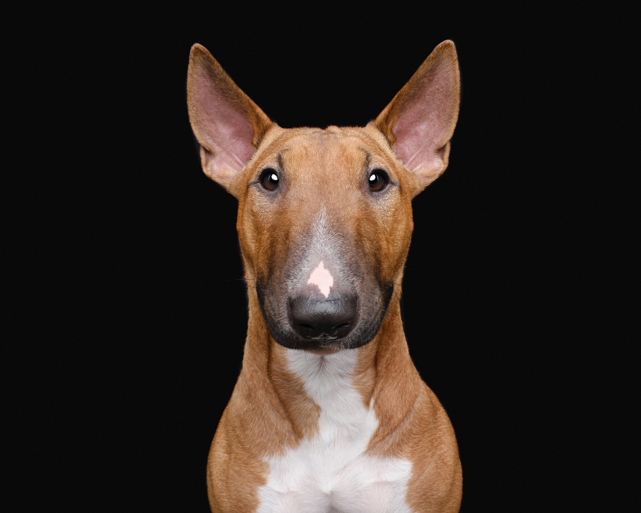 Большой бультерьер на черном фоне крупным планом