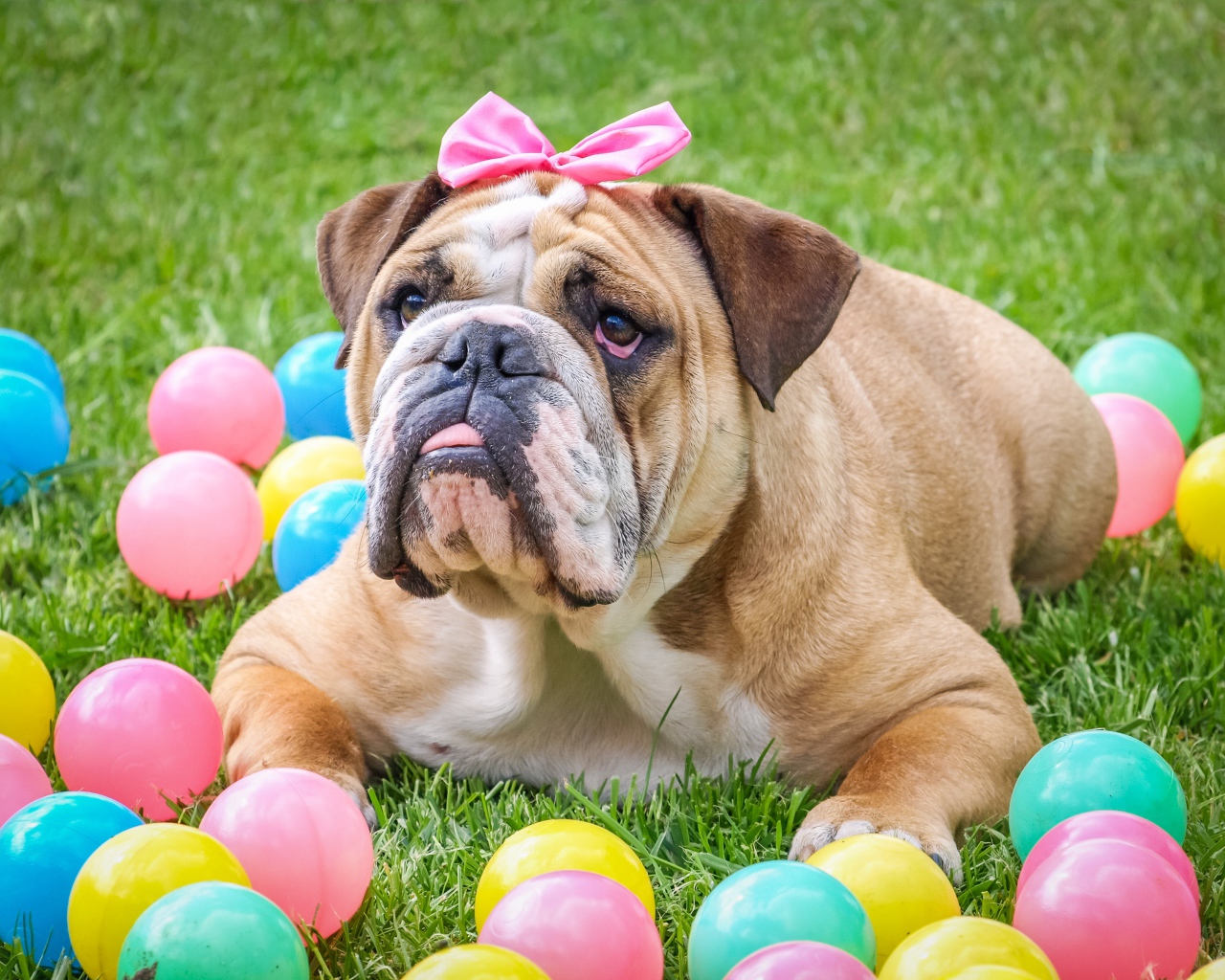 Большой бульдог с бантиком лежит на траве с шариками