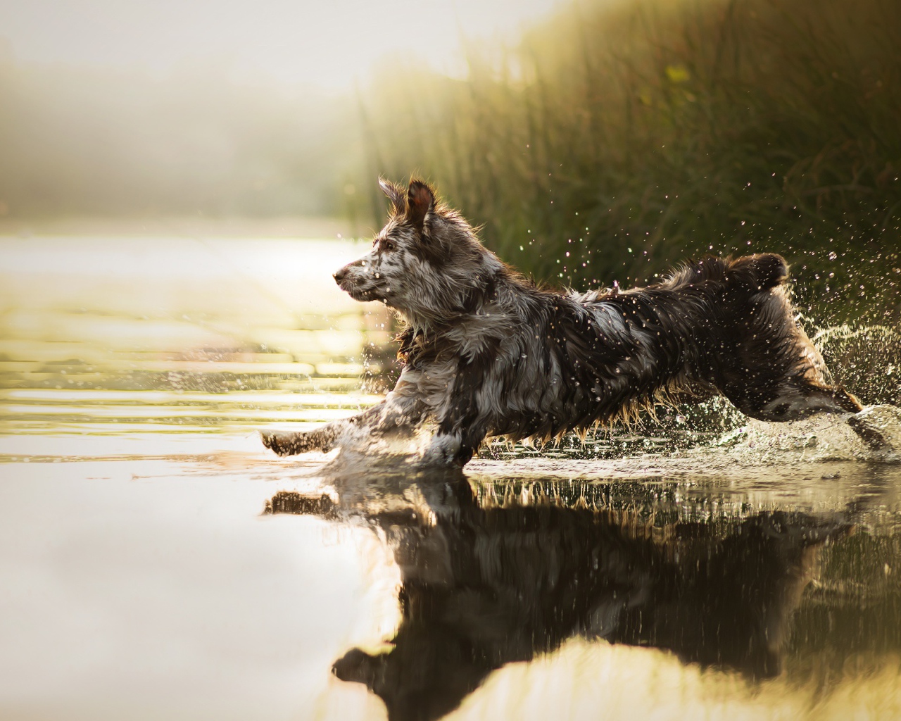 Большая собака бежит по воде 