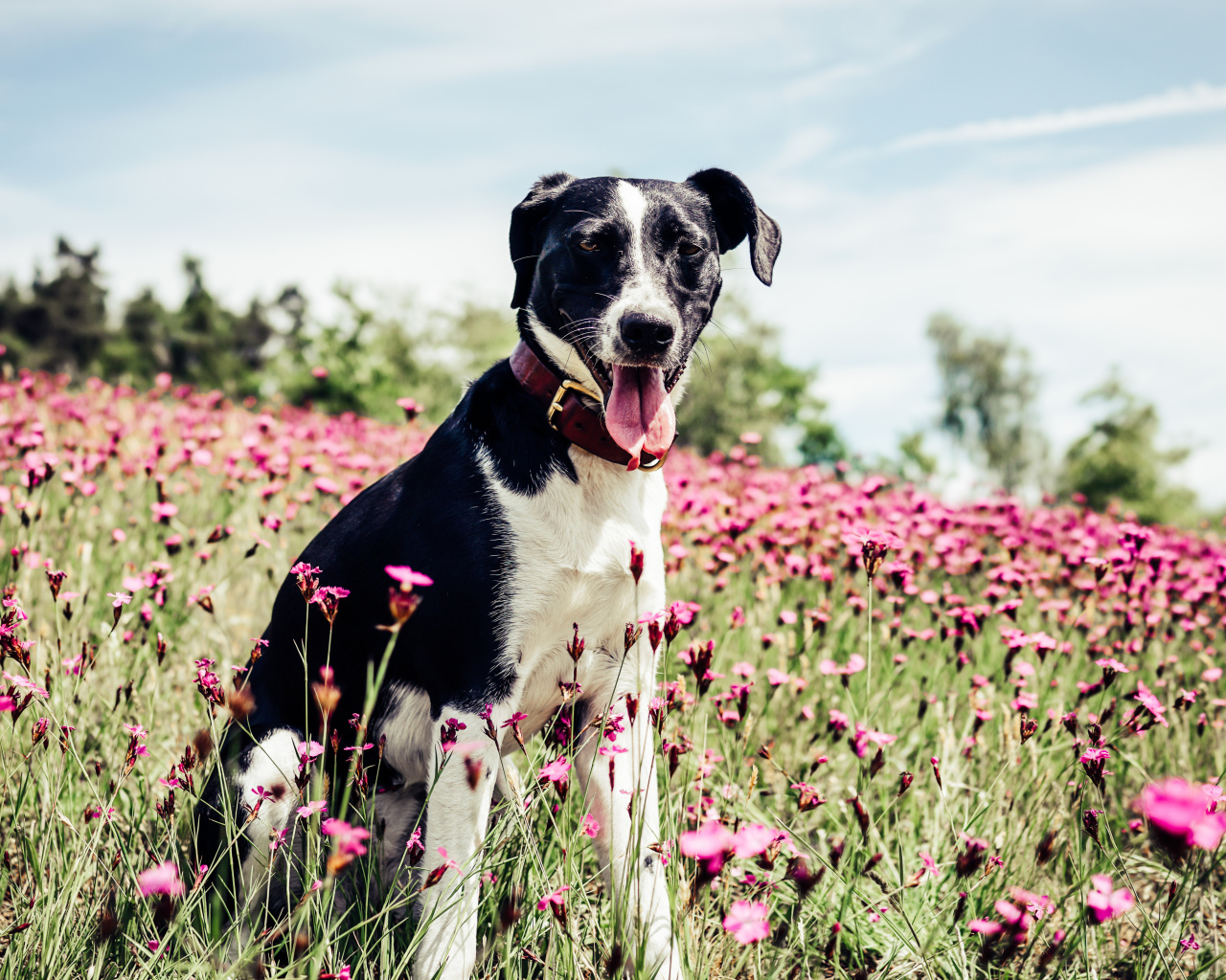 Черно - белая собака с высунутым языком на поле с розовыми цветами