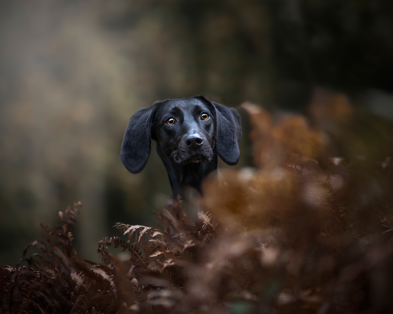 Черный пес прячется в листьях 