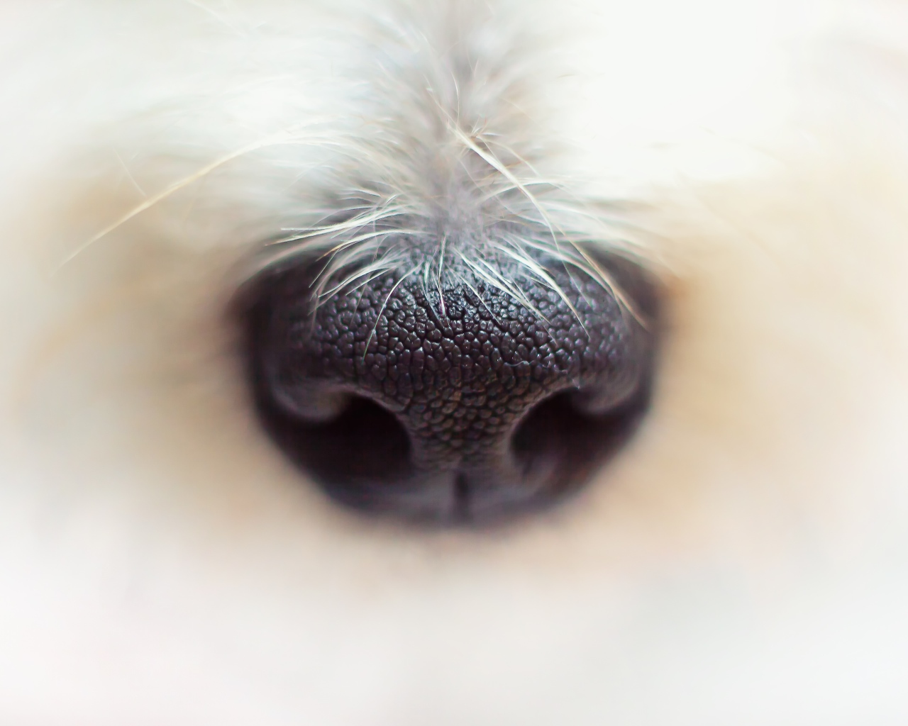 Черный нос собаки крупным планом