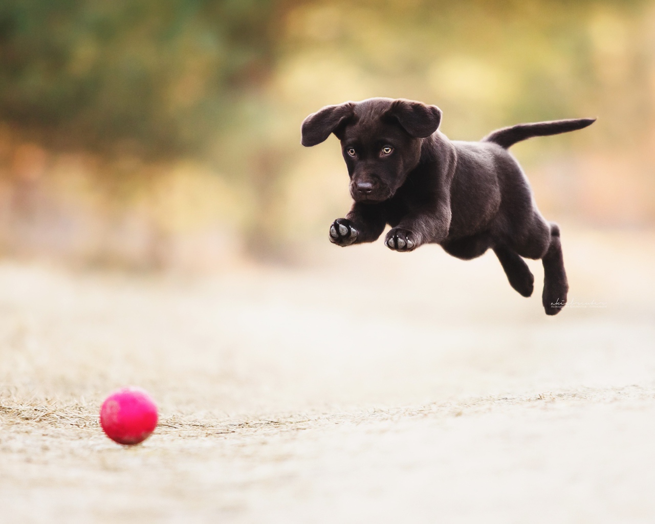 Черный забавный щенок играет с мячом