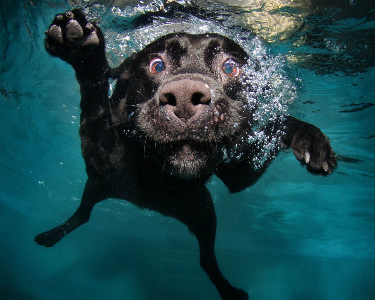Черный золотистый ретривер плавает в воде 