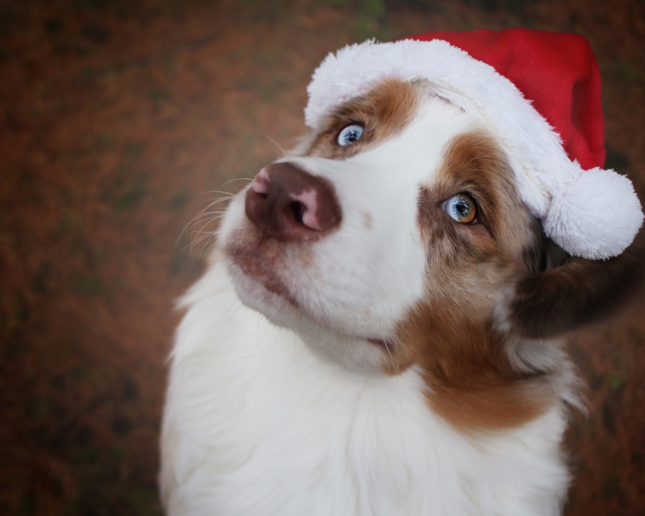 Голубоглазая австралийская овчарка в новогодней шапке 
