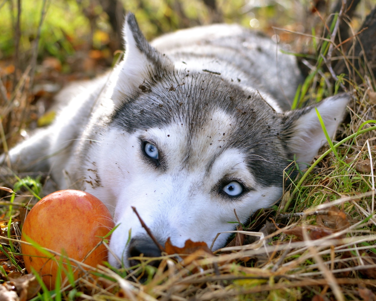 Blue-eyed husky dog lies on the grass