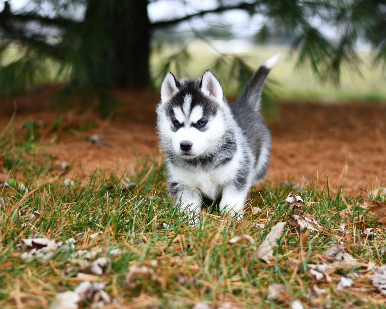 Голубоглазый щенок хаски бежит по зеленой траве